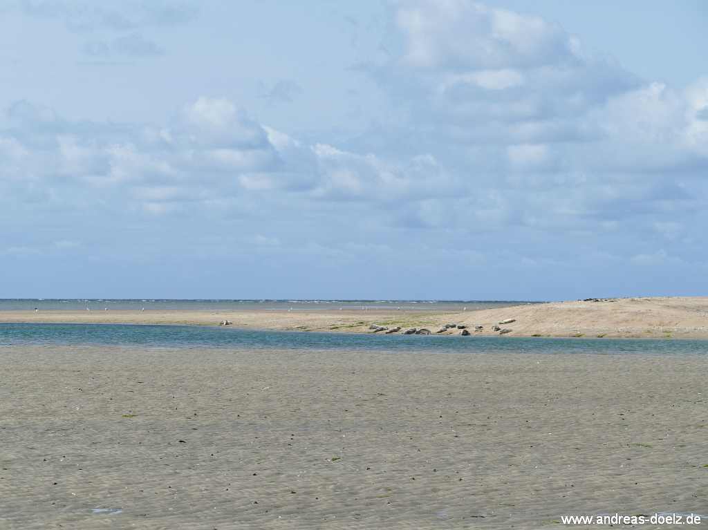 Entdeckungen im Watt vor Amrum, Seehunde an der Kormoraninsel sind schon von weitem aus zu sehen