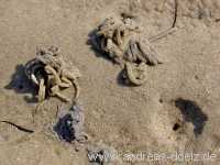 Kormoraninsel Kormoraninsel Wattwanderung F&ouml;hr Norddorf Amrum Bild12
