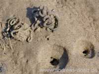 Kormoraninsel Kormoraninsel Wattwanderung F&ouml;hr Norddorf Amrum Bild13