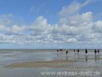 Kormoraninsel Kormoraninsel Wattwanderung F&ouml;hr Norddorf Amrum Bild19