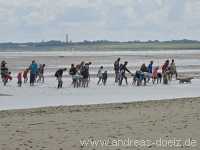 Kormoraninsel Kormoraninsel Wattwanderung F&ouml;hr Norddorf Amrum Bild20