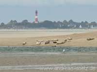Kormoraninsel Kormoraninsel Wattwanderung F&ouml;hr Norddorf Amrum Bild50