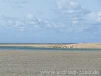 Kormoraninsel Kormoraninsel Wattwanderung F&ouml;hr Norddorf Amrum Bild51