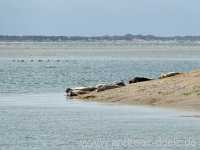 Kormoraninsel Kormoraninsel Wattwanderung F&ouml;hr Norddorf Amrum Bild52