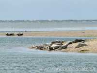 Kormoraninsel Kormoraninsel Wattwanderung F&ouml;hr Norddorf Amrum Bild53