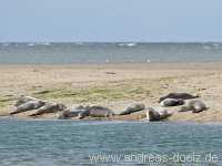 Kormoraninsel Kormoraninsel Wattwanderung F&ouml;hr Norddorf Amrum Bild55