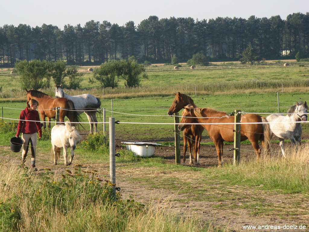 Reiten im Urlaub auf Amrum Reiten Urlaub Üerde Amrum
