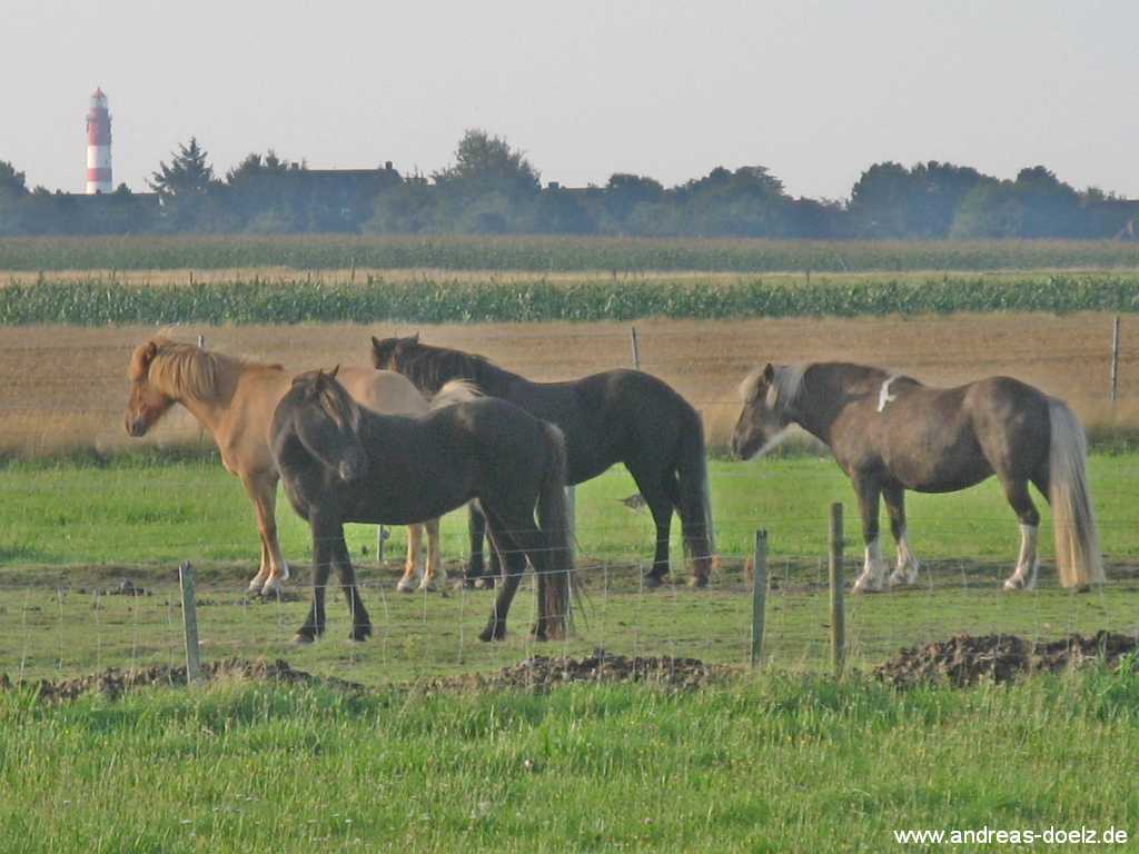 Reiten im Urlaub auf Amrum Bild04 Wattwanderung zur Kormoran-Insel von Amrum aus Bild04