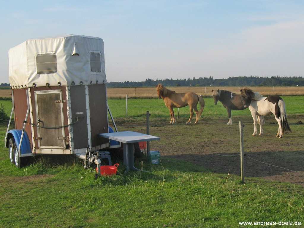 Reiten im Urlaub auf Amrum Bild05 Wattwanderung zur Kormoran-Insel von Amrum aus Bild02