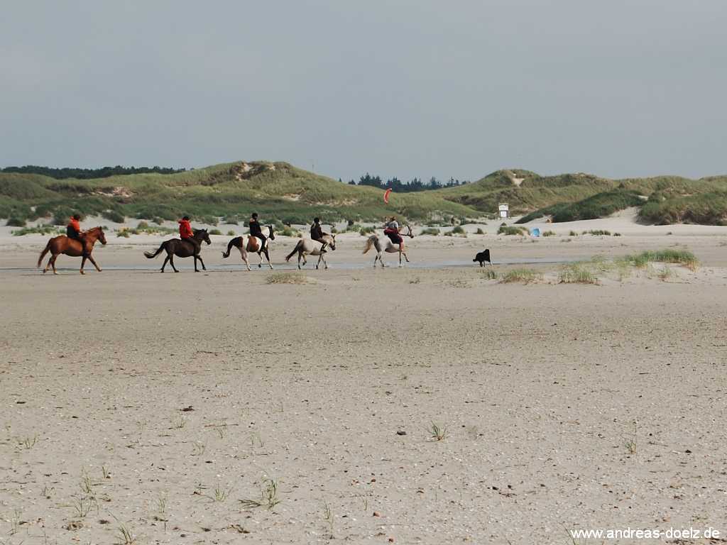 Reiten im Urlaub auf Amrum Bild07 Wattwanderung zur Kormoran-Insel von Amrum aus Bild07