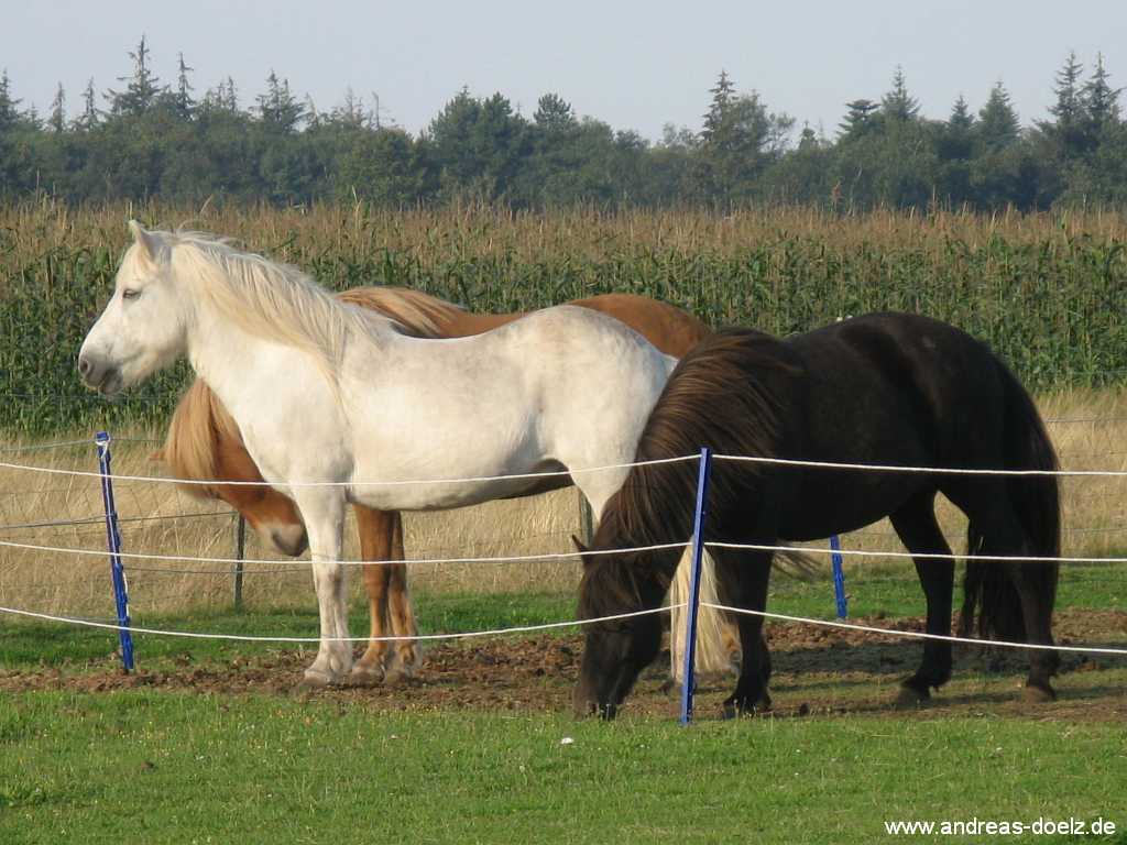 Reiten im Urlaub auf Amrum Bild08 Wattwanderung zur Kormoran-Insel von Amrum aus Bild08