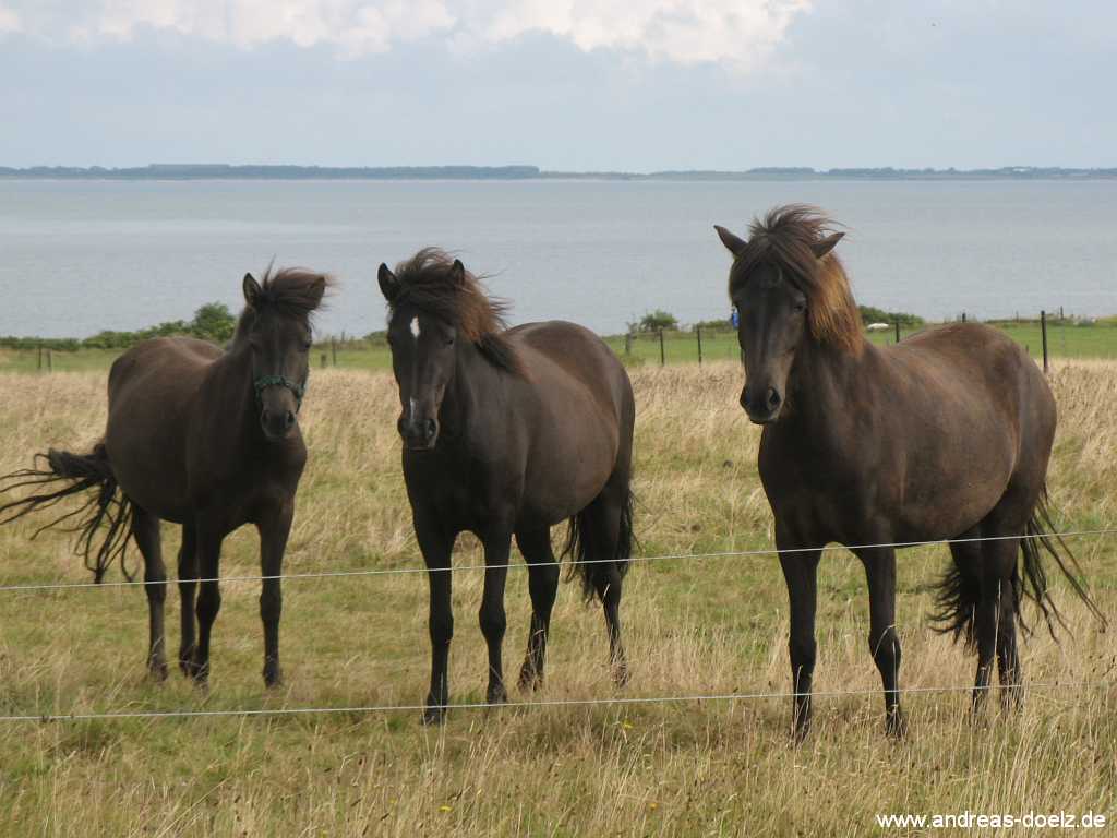 Reiten im Urlaub auf Amrum Bild09 Wattwanderung zur Kormoran-Insel von Amrum aus Bild09
