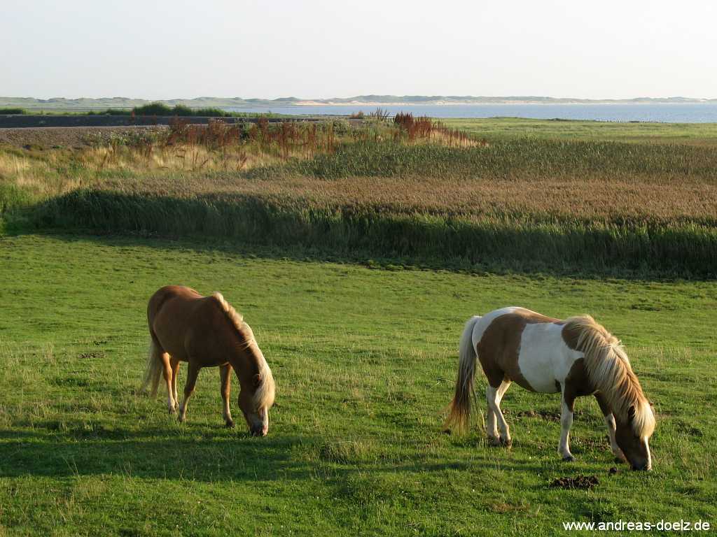 Reiten im Urlaub auf Amrum Bild11 Wattwanderung zur Kormoran-Insel von Amrum aus Bild11