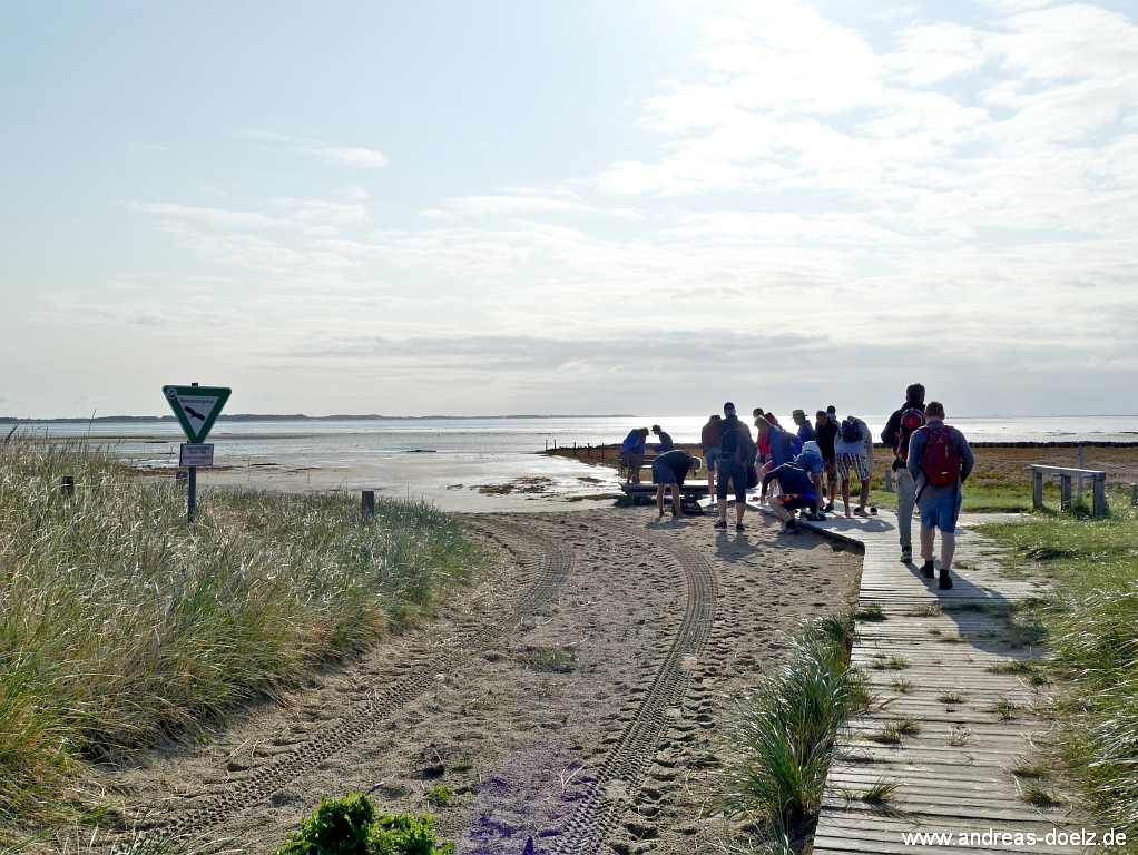 Wattwanderung zur Kormoraninsel von Amrum aus: Am Ende des Bohlenwegs an der Odde beginnt der Weg durch das Watt