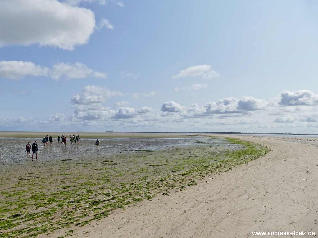Wattwanderung zur Kormoraninsel von Amrum aus:  R&uuml;ckweg von der Kormoraninsel &uuml;ber das Watt nach F&ouml;hr