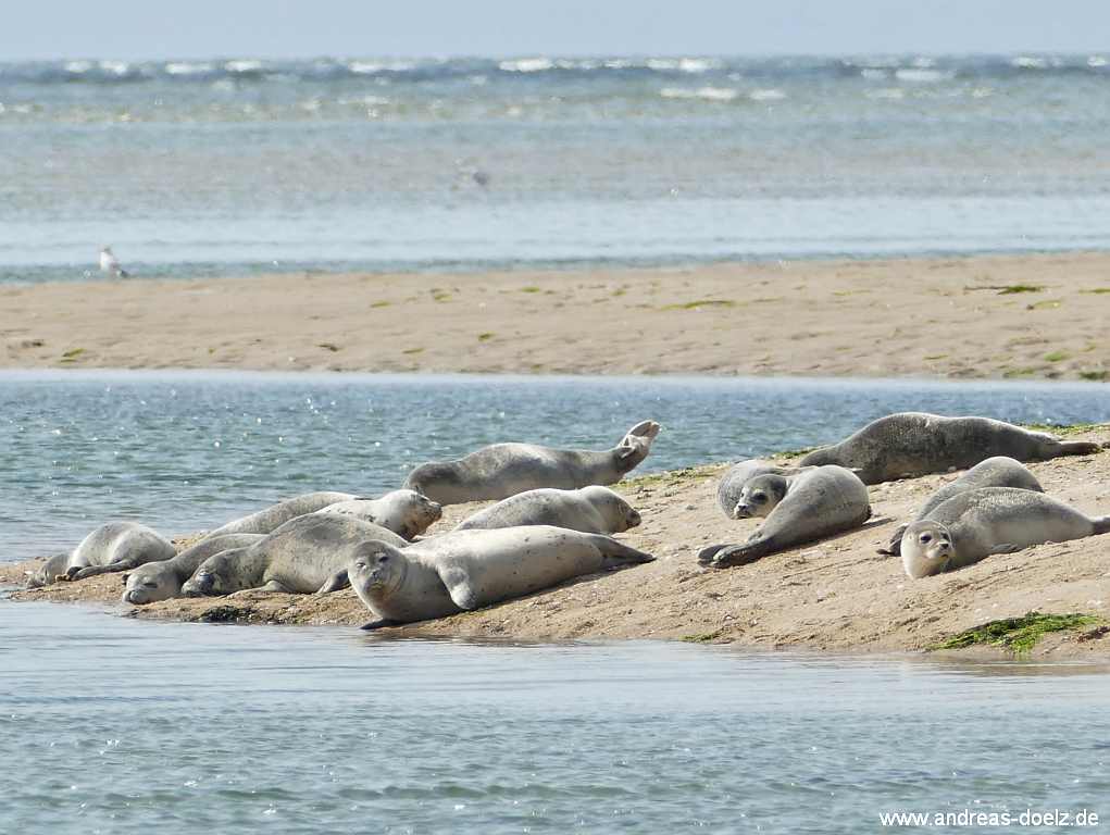 Wattwanderung zur Kormoraninsel von Amrum aus: Rastende Seehunde bei Ebbe an der S&uuml;dseite der Kormoran-Inse