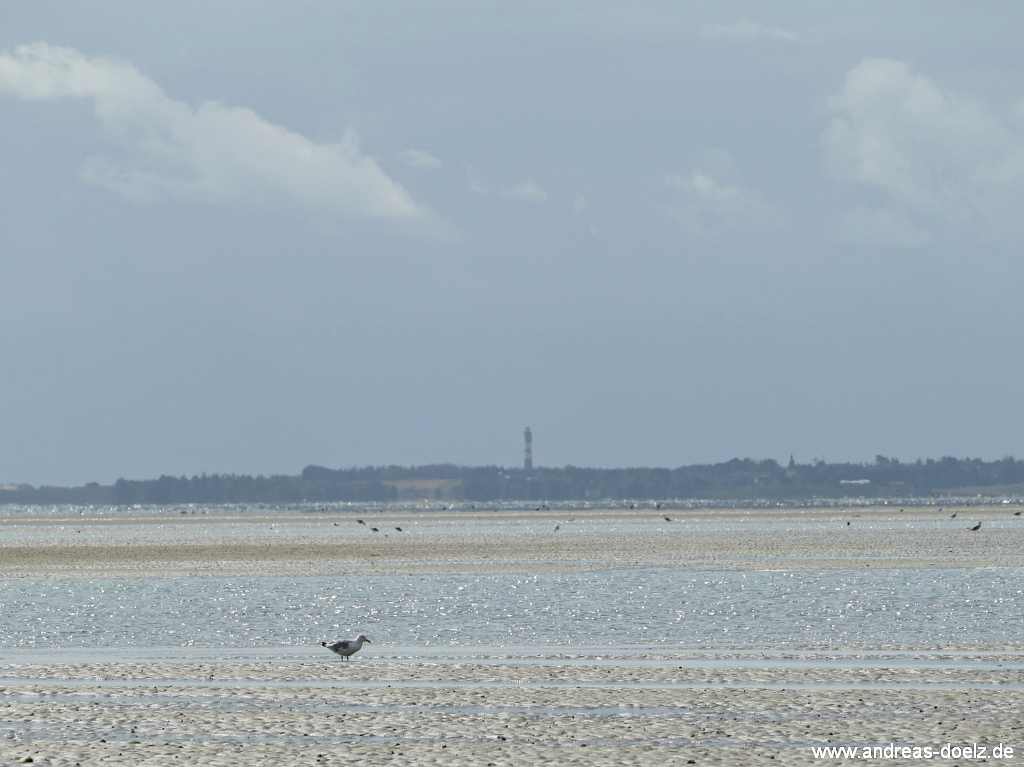Wattwanderung zur Kormoraninsel von Amrum aus: Blick auf dem R&uuml;ckweg von der Kormoraninsel nach Amrum mit der markanten Silhouette des Amrumer Leuchtturms.