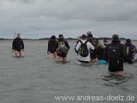 Wattwanderung Amrum Föhr Bild13