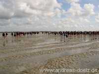 Wattwanderung Amrum Föhr Bild29