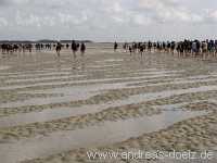 Wattwanderung Amrum Föhr Bild30