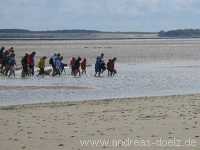 Wattwanderung Amrum Föhr Bild52