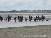 Wattwanderung Amrum Föhr Bild55