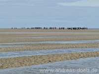 Wattwanderung Amrum F&ouml;hr Amrum Bild57
