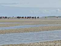 Wattwanderung Amrum F&ouml;hr Amrum Bild58