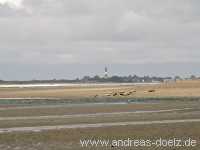 Kormoran-Insel Kormoran-Insel Wattwanderung Föhr Norddorf Amrum Bild02