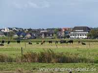 Kormoran-Insel Kormoran-Insel Wattwanderung Föhr Norddorf Amrum Bild03