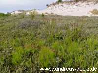 Dünen-Täler auf Amrum Feuchtgebiete Bild23
