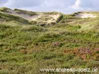 Dünen-Täler auf Amrum Feuchtgebiete Bild32