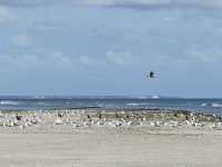 Kniephaken Wittd&uuml;n Amrum Bild31