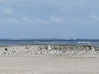Kniephaken Wittd&uuml;n Amrum Bild32