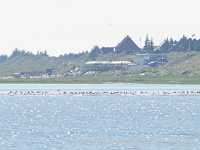 Kniephaken Wittd&uuml;n Amrum Bild50