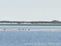Kniephaken Wittd&uuml;n Amrum Bild51