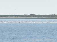 Kniephaken Wittd&uuml;n Amrum Bild52