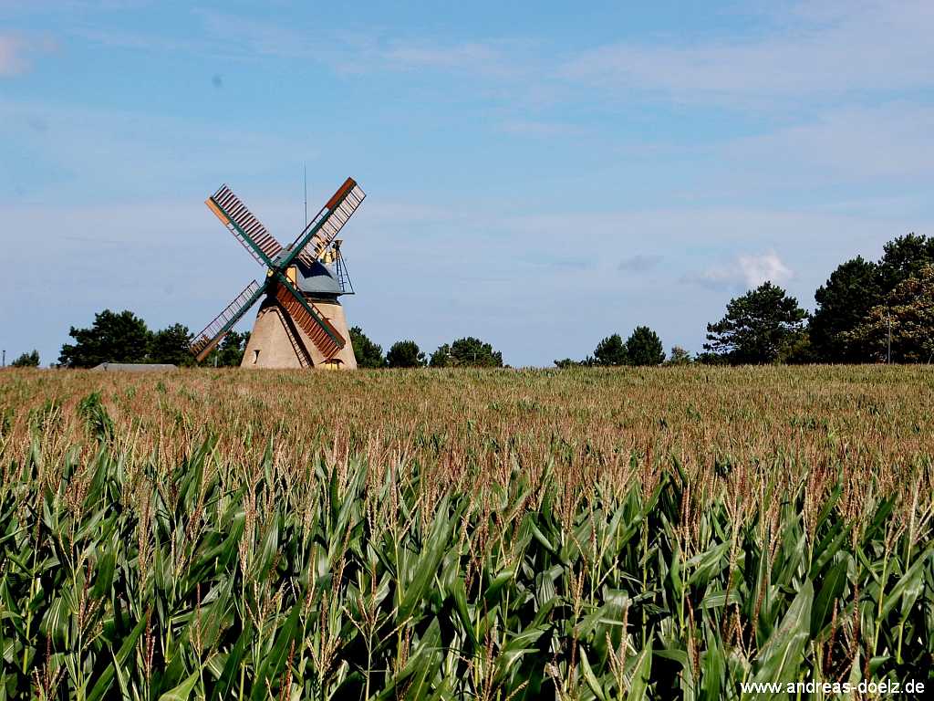 Bohlenweg Qermarkenfeuer Amrum Amrum Bild13