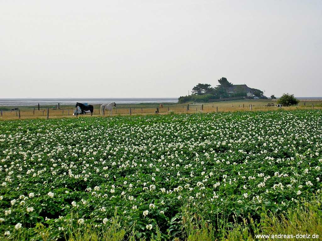 Bohlenweg Qermarkenfeuer Amrum Amrum Bild16