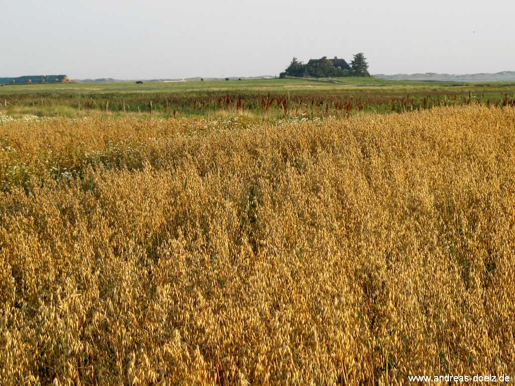 Bohlenweg Qermarkenfeuer Amrum Amrum Bild20