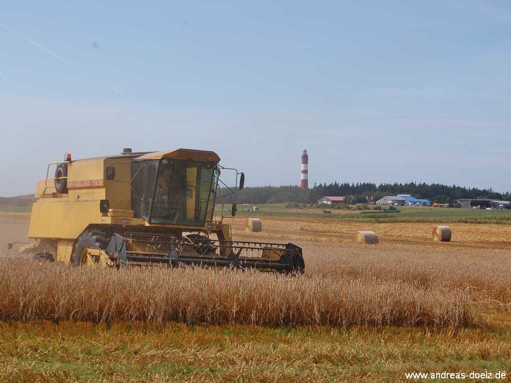 Bohlenweg Qermarkenfeuer Amrum Amrum Bild22
