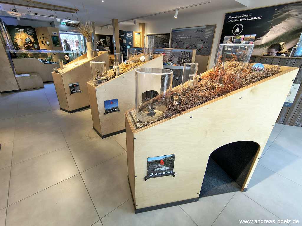 Blick in den Ausstellungsraum der Natour-D&uuml;ne Amrum, im Vordergrund Objekte zur  D&uuml;nenentwicklung
