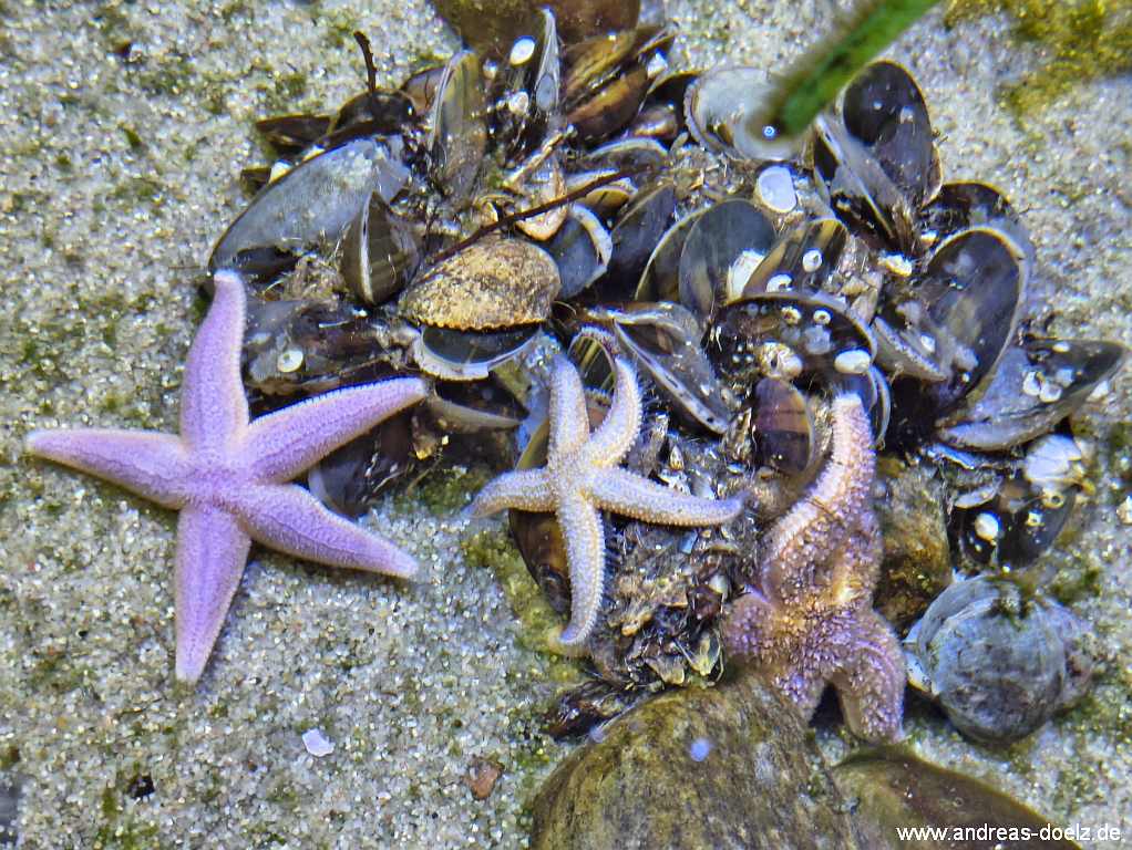 Seesterne in eiem Auarien im Ausstellungsraum des Nationalpark-Haus NaTour-D&uuml;ne in Wittd&uuml;n