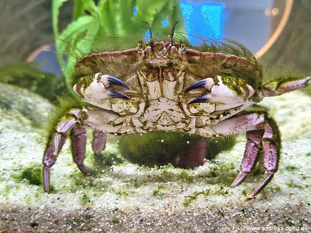 Taschenkrebs in eiem Auarien im Ausstellungsraum des Nationalpark-Haus NaTour-D&uuml;ne in Wittd&uuml;n