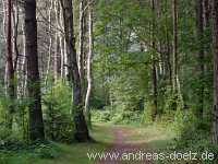 Wald auf Amrum Bild23