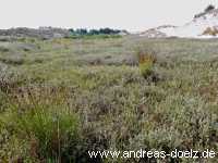 Dünen-Täler auf Amrum Feuchtgebiete Bild22