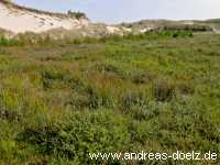 Dünen-Täler auf Amrum Feuchtgebiete Bild26
