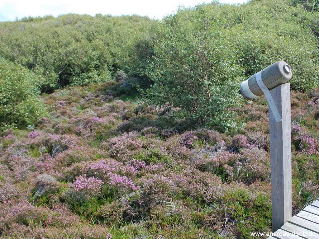 Meeram Vogelkoje auf Amrum Bild25