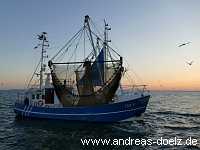 Fischkutter Krabben Krabbenfischer Steenodde Amrum Bild24