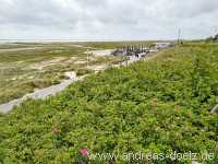 Wandelbahn Wittd&uuml;n Amrum Bild32